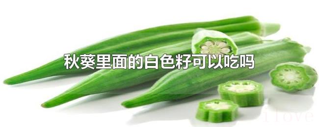 秋葵里面的白色籽可以吃吗 秋葵里面的白色籽可以吃吗