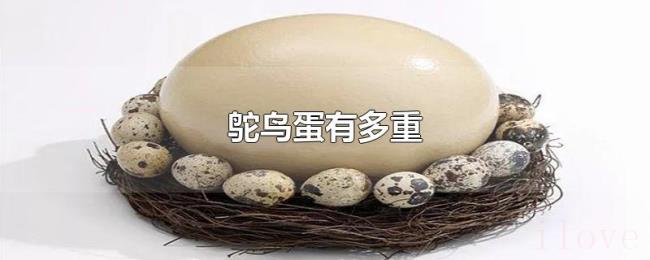 鸵鸟蛋有多重