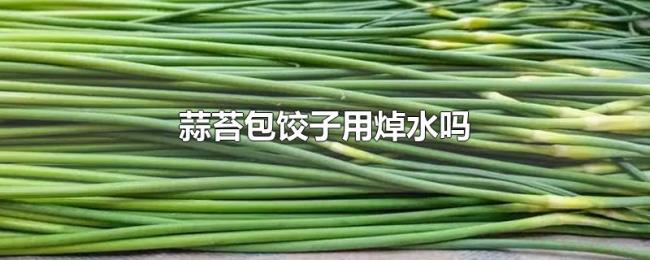 蒜苔包饺子用焯水吗