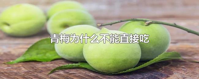 青梅为什么不能直接吃 青梅为什么不能直接吃