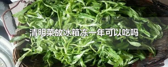 清明菜放冰箱冻一年可以吃吗