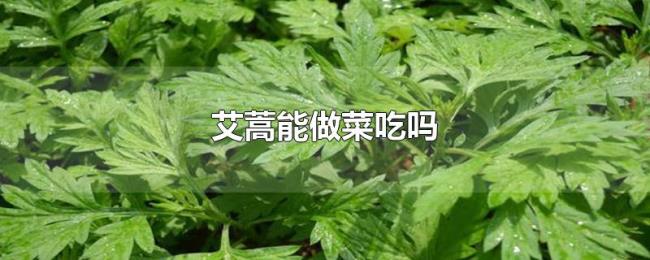 艾蒿能做菜吃吗 艾蒿能做菜吃吗