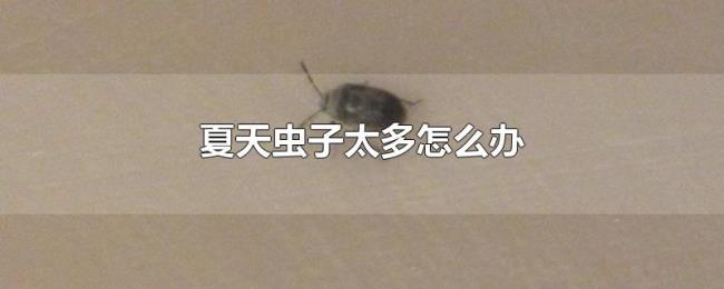 夏天虫子太多怎么办 夏天虫子太多怎么办