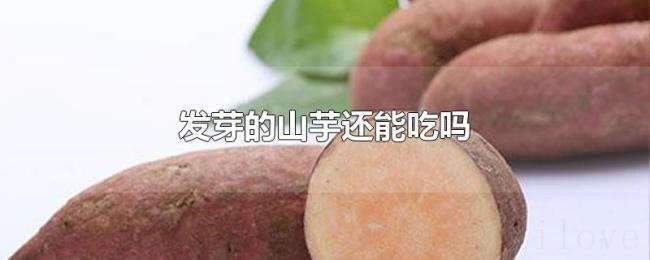 发芽的山芋还能吃吗 发芽的山芋还能吃吗