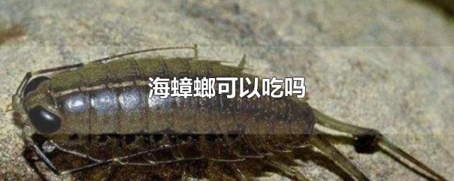 海蟑螂可以吃吗