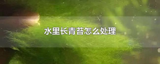 水里长青苔怎么处理