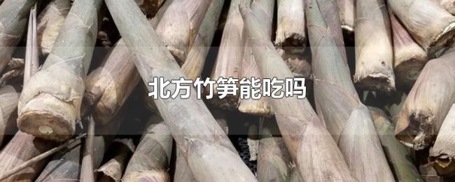 北方竹笋能吃吗 北方竹笋能吃吗