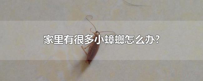 家里有很多小蟑螂怎么办?