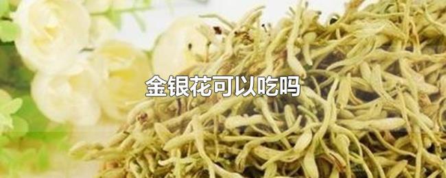 金银花可以吃吗