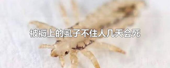 被褥上的虱子不住人几天会死