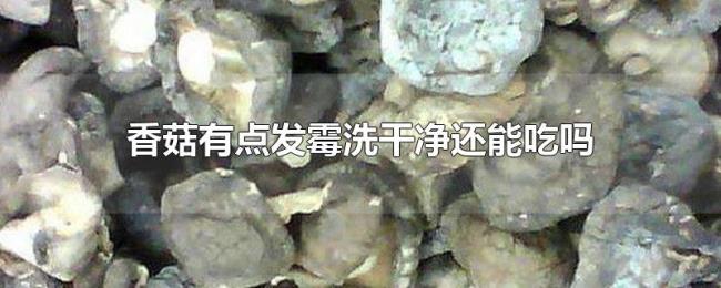 香菇有点发霉洗干净还能吃吗 香菇有点发霉洗干净还能吃吗