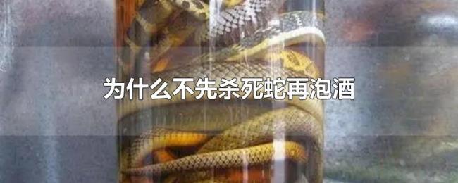 为什么不先杀死蛇再泡酒 为什么不先杀死蛇再泡酒