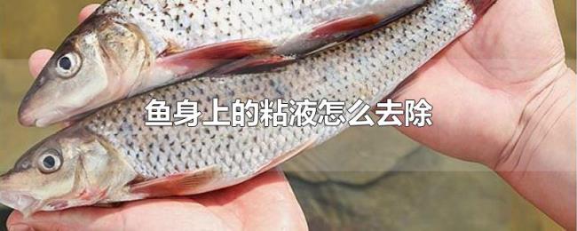 鱼身上的粘液怎么去除 鱼身上的粘液怎么去除
