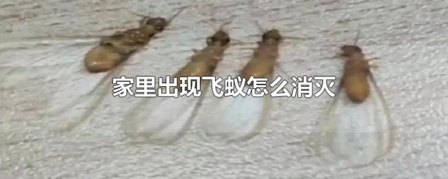 家里出现飞蚁怎么消灭 家里出现飞蚁怎么消灭