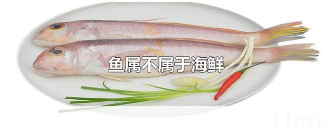 鱼属不属于海鲜