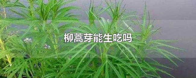柳蒿芽能生吃吗 柳蒿芽能生吃吗