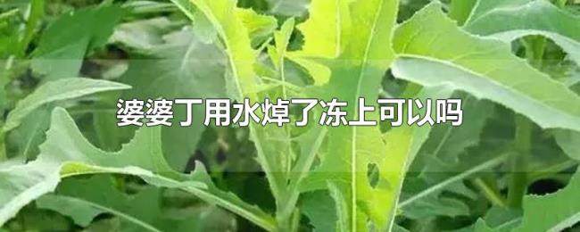 婆婆丁用水焯了冻上可以吗 婆婆丁用水焯了冻上可以吗