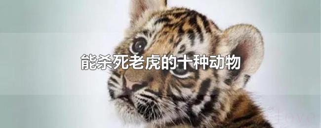 能杀死老虎的十种动物 能杀死老虎的十种动物