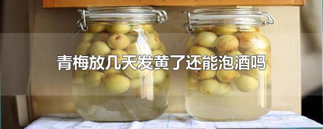 青梅放几天发黄了还能泡酒吗 青梅放几天发黄了还能泡酒吗