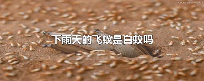 下雨天的飞蚁是白蚁吗