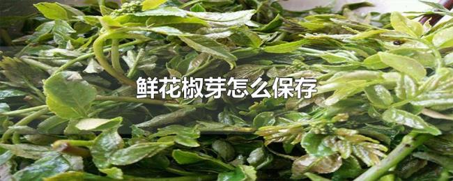 鲜花椒芽怎么保存