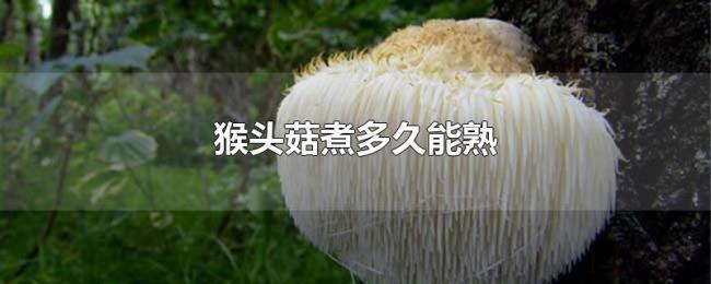 猴头菇煮多久能熟 猴头菇煮多久能熟