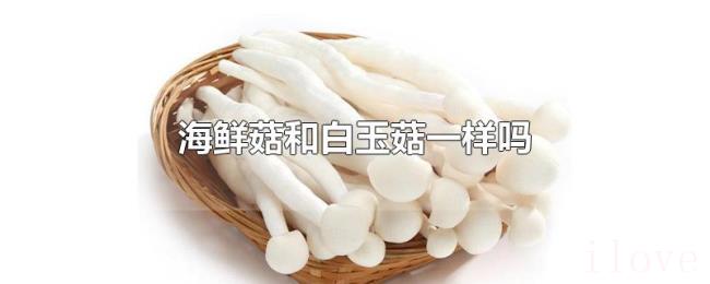 海鲜菇和白玉菇一样吗 海鲜菇和白玉菇一样吗