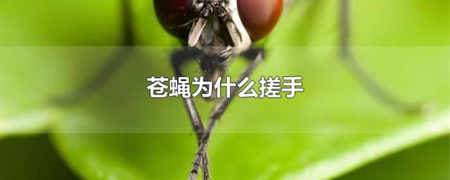 苍蝇为什么搓手 苍蝇为什么搓手
