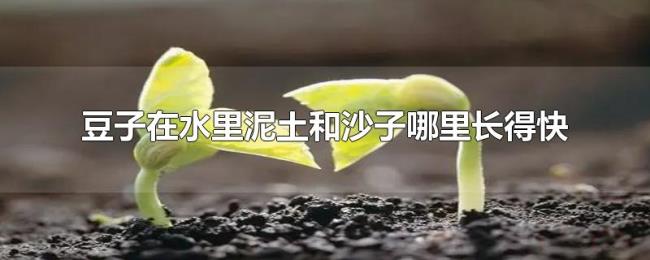 豆子在水里泥土和沙子哪里长得快 豆子在水里泥土和沙子哪里长得快
