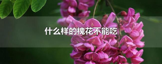什么样的槐花不能吃 什么样的槐花不能吃