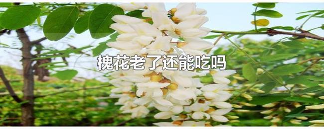 槐花老了还能吃吗 槐花老了还能吃吗