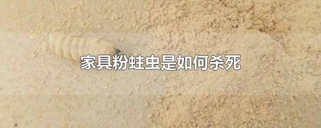 家具粉蛀虫是如何杀死 家具粉蛀虫是如何杀死