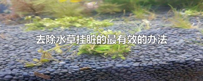 去除水草挂脏的最有效的办法