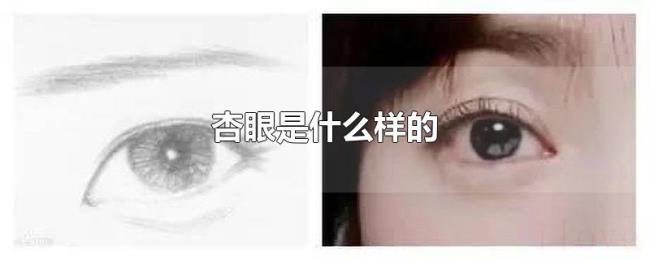 杏眼是什么样的 杏眼是什么样的