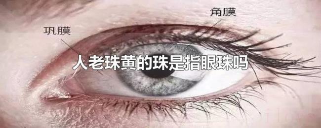人老珠黄的珠是指眼珠吗 人老珠黄的珠是指眼珠吗