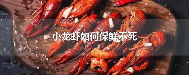 小龙虾如何保鲜不死 小龙虾如何保鲜不死