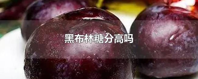 黑布林糖分高吗 黑布林糖分高吗