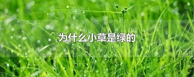 为什么小草是绿的 为什么小草是绿的