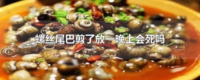 螺丝尾巴剪了放一晚上会死吗 螺丝尾巴剪了放一晚上会死吗