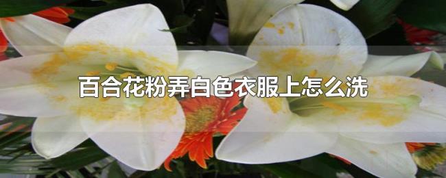 百合花粉弄白色衣服上怎么洗 百合花粉弄白色衣服上怎么洗