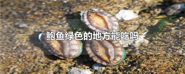 鲍鱼绿色的地方能吃吗 鲍鱼绿色的地方能吃吗