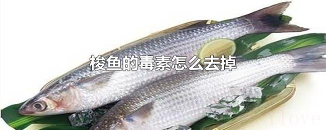 梭鱼的毒素怎么去掉 梭鱼的毒素怎么去掉