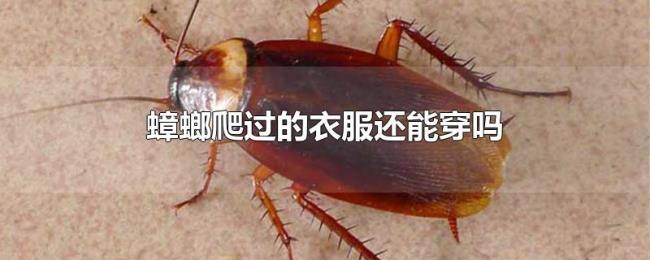 蟑螂爬过的衣服还能穿吗 蟑螂爬过的衣服还能穿吗