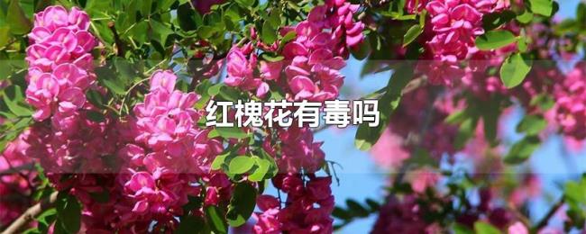 红槐花有毒吗 红槐花有毒吗