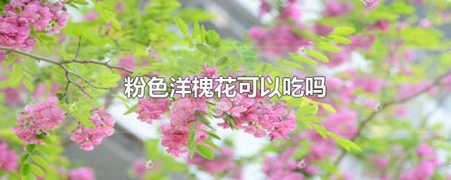 粉色洋槐花可以吃吗