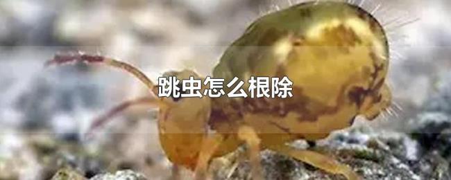 跳虫怎么根除