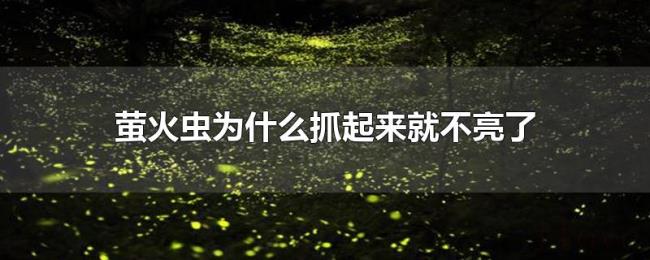 萤火虫为什么抓起来就不亮了