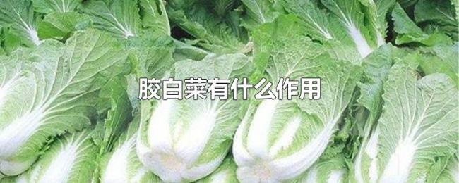 胶白菜有什么作用