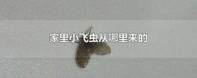 家里小飞虫从哪里来的 家里小飞虫从哪里来的