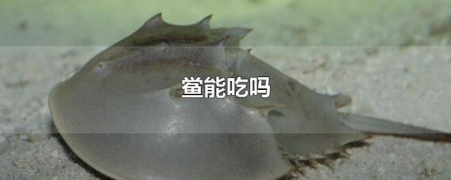 鲎能吃吗 鲎能吃吗